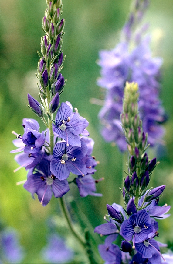 Makrofotografia kwiatów nie nastręcza takich trudności jak fotografia owadów. Wystarczy podejść, odpowiednio ustawić kadr i cyknąć zdjęcie. Potem, należy zadbać w programie graficznym, aby nasze fioletowe kwiaty miały odpowiednio realistyczny i nasycony kolor.