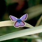 Modraszek arion (samica – „Kobieta motyl”) (Maculinea arion) ♀